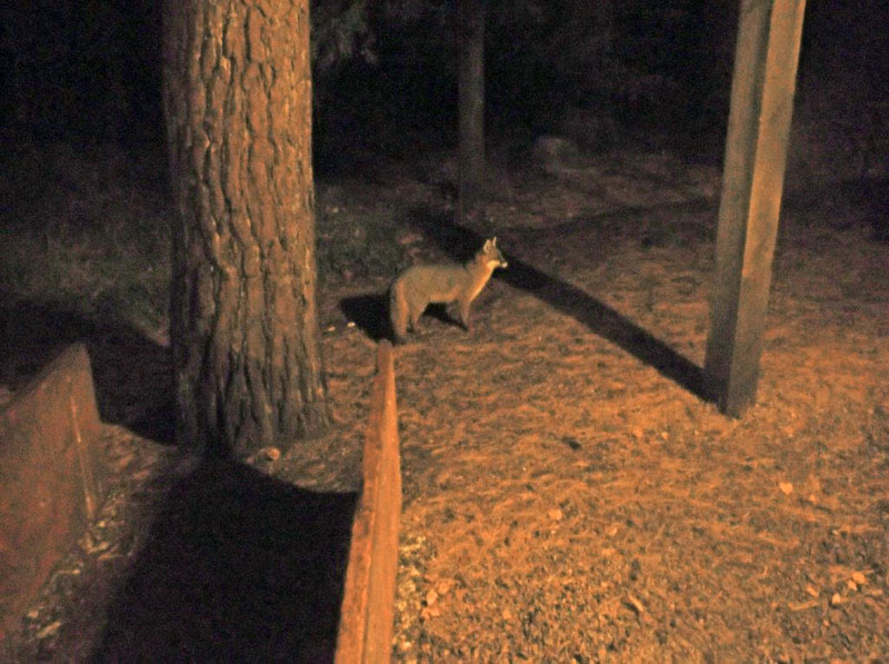 Gray Fox at WRI