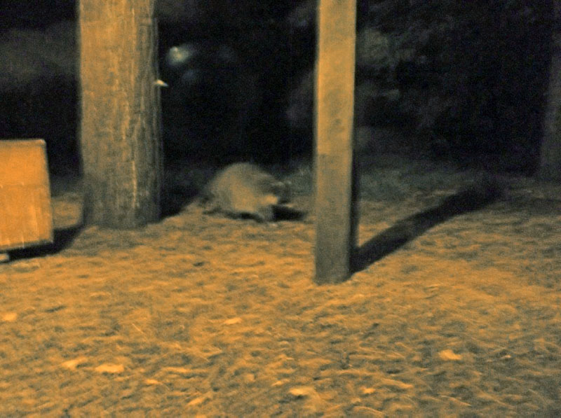 Raccoon at WRI
