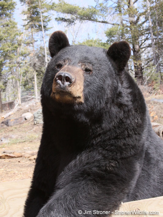 Ted posing in 2010 by Jim Stroner