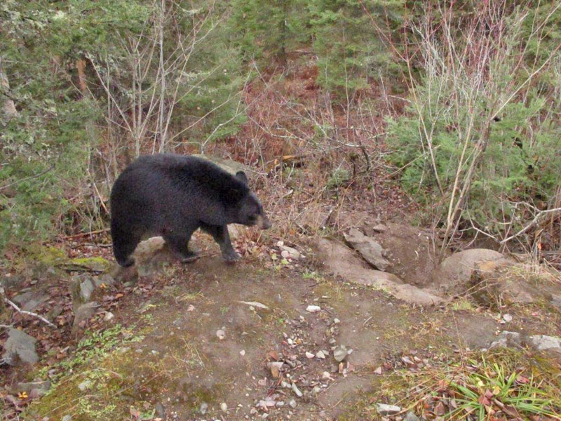 Holly, not yet ready to den