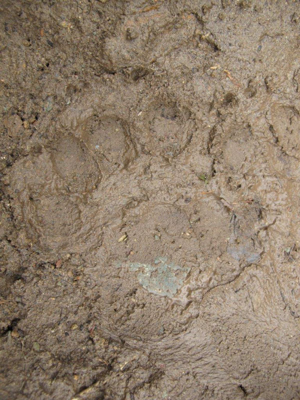 Muddy footprint