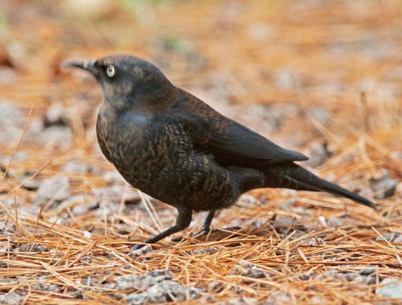 Rusty Blackbird