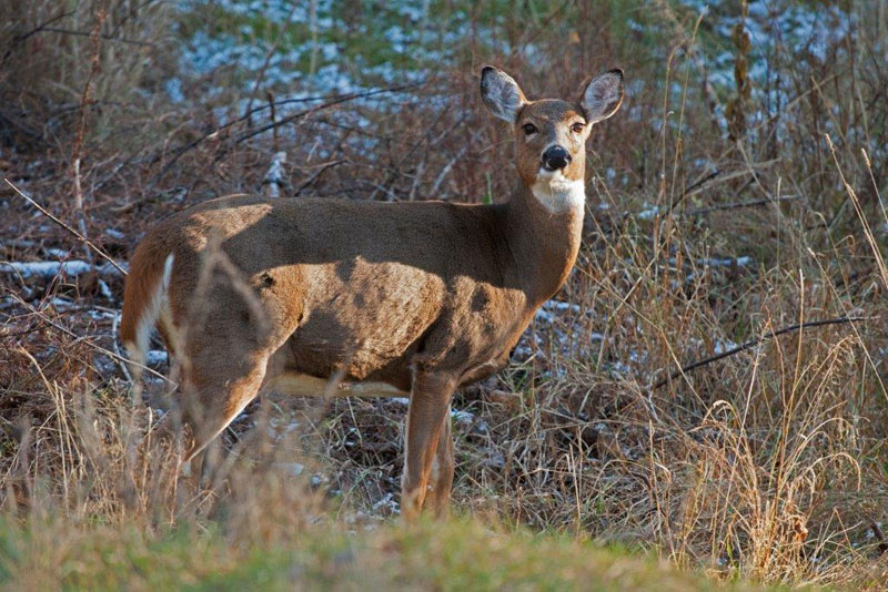 Deer watching but not running