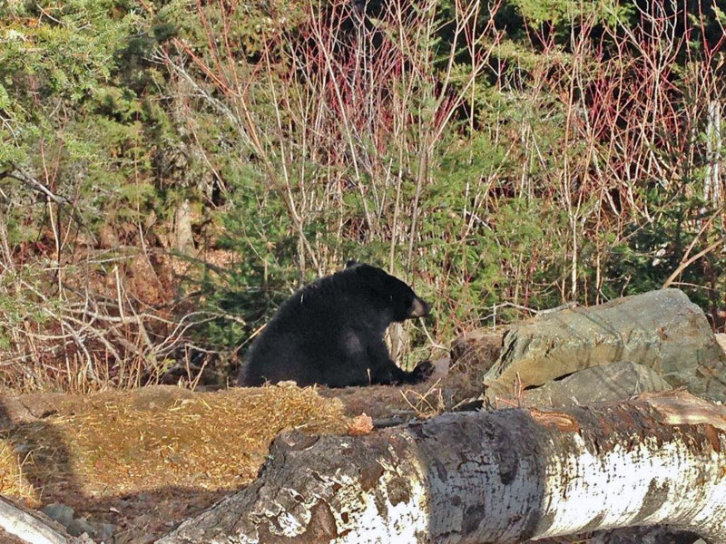 Holly emerges from her den