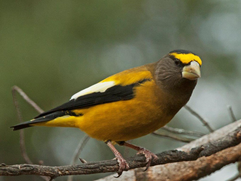 Evening Grosbeak