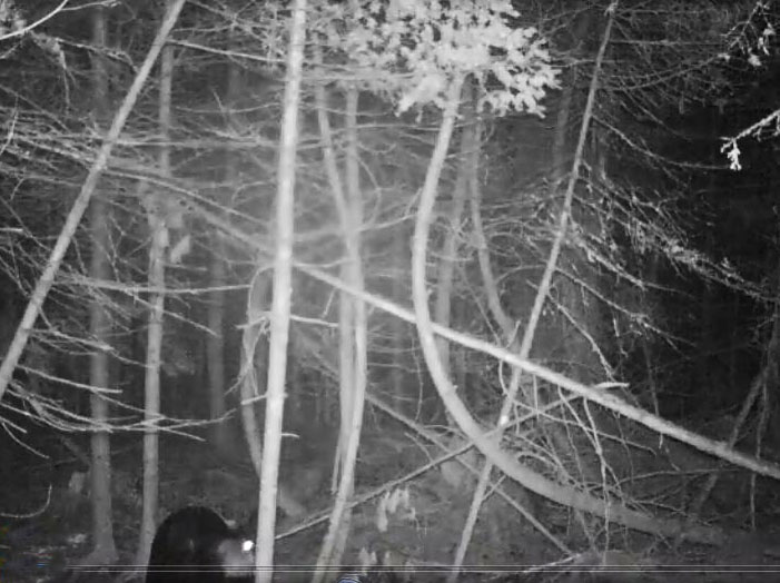 Aster August 11, 2014