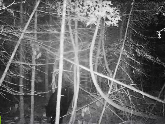 Aster on August 11, 2014