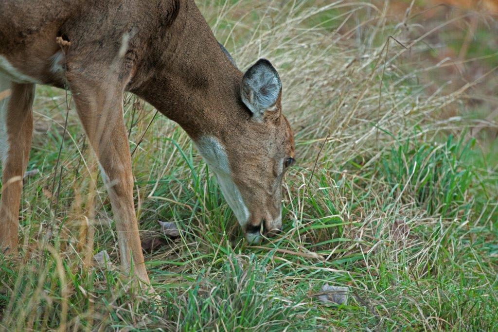 Deer eating grass