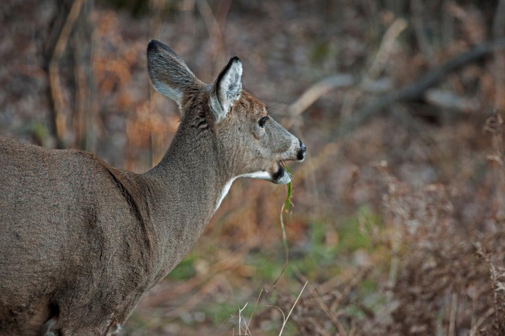 Deer eating grass
