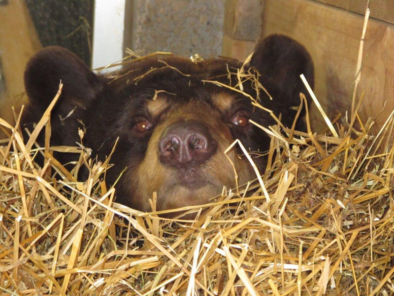 Honey with new straw