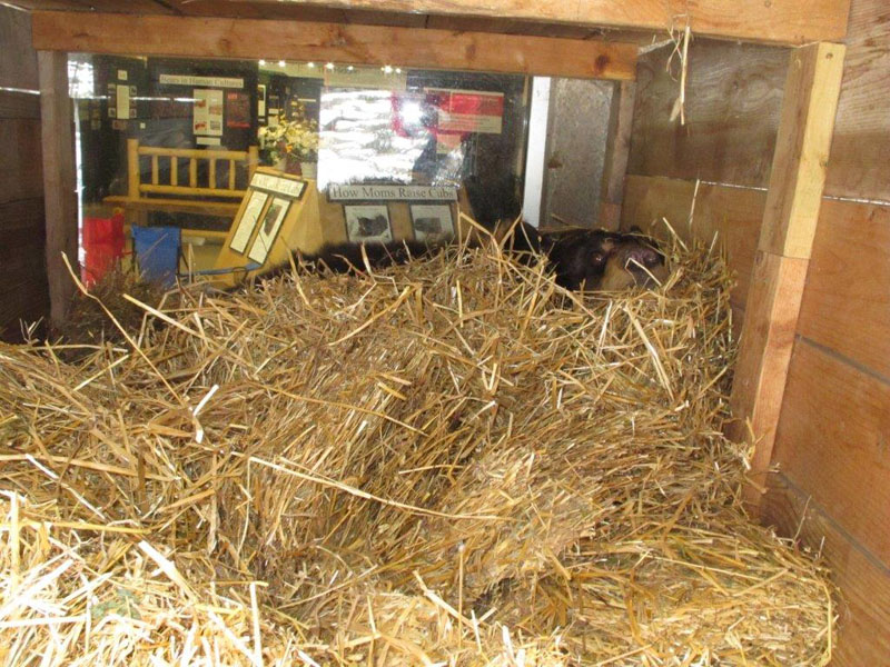 Honey in her window den