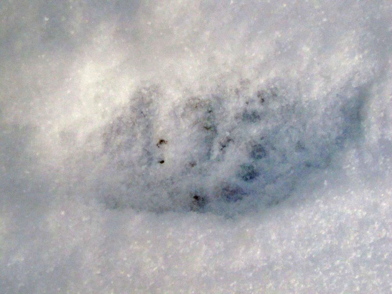 Bear track at WRI