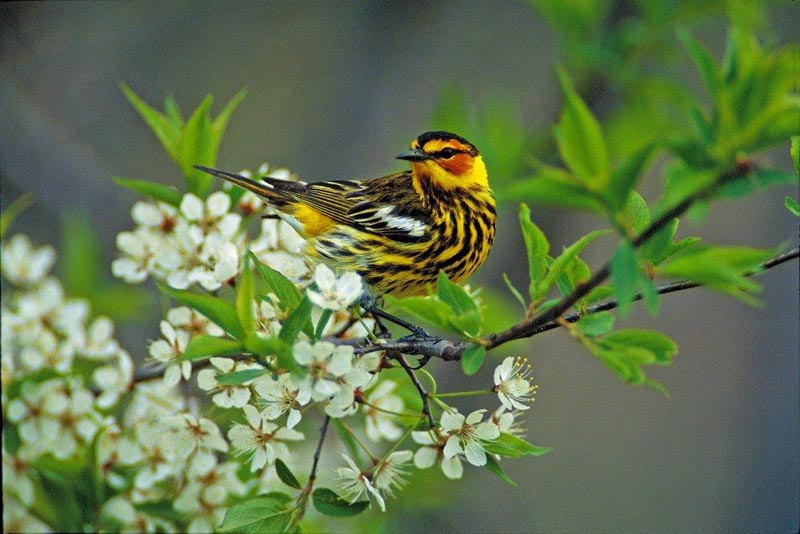 Cape May warbler - archived photo