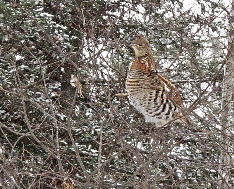 Ruffed grouse