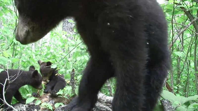 All 3 cubs, Lily, Cal & Bud - 6-5-07
