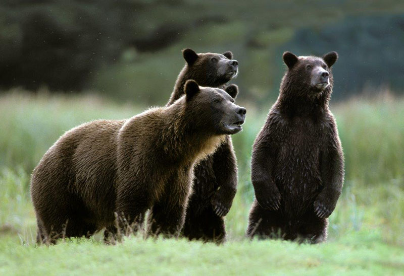Alert Grizzlies - WRI file photo