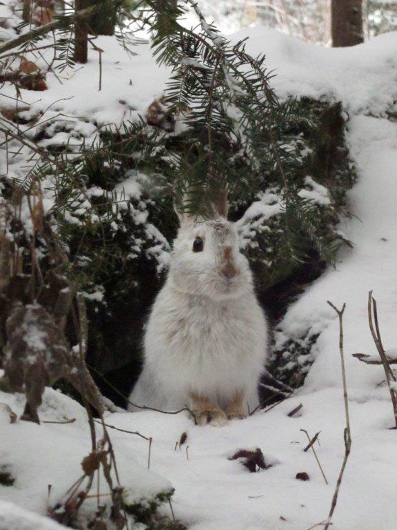 Snowshoe hare