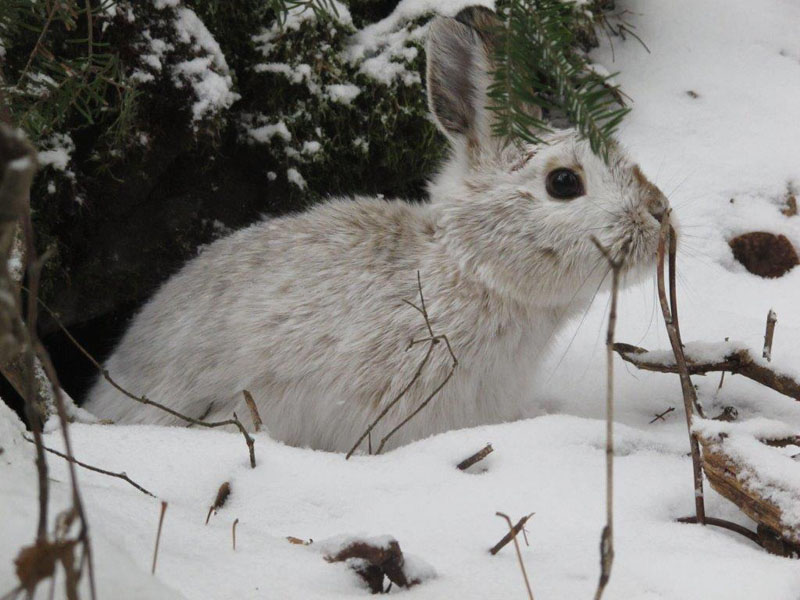 Snowshoe hare