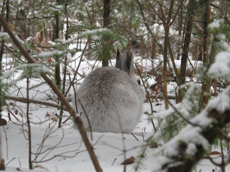 Snowshoe hare