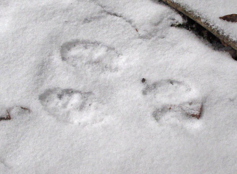Snowshoe hare tracks