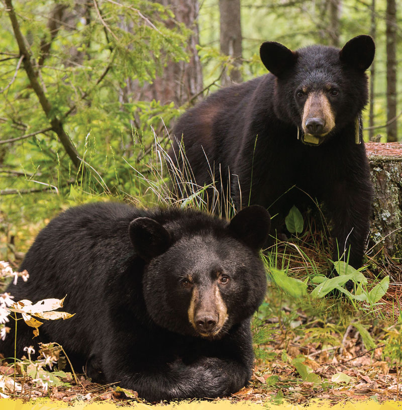 Aster & Faith - 2015 Calendar