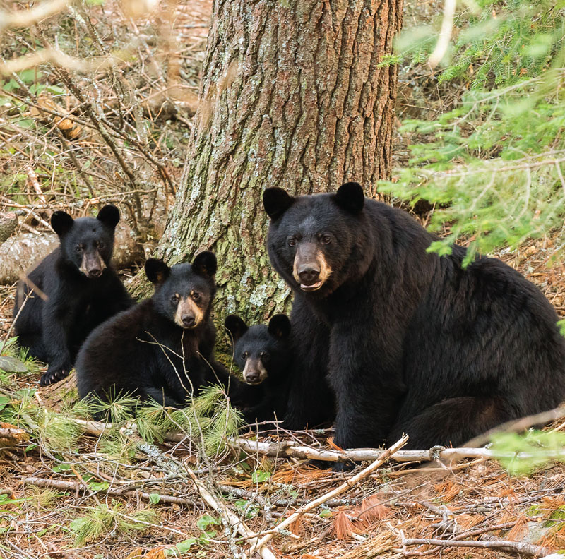 RC - from the 2015 Calendar