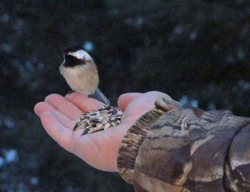 Chickadee in hand