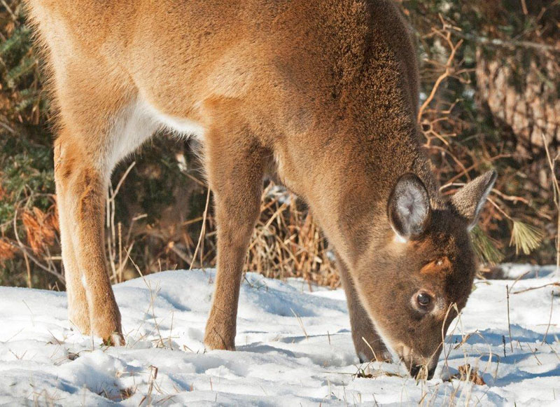 Buck Fawn