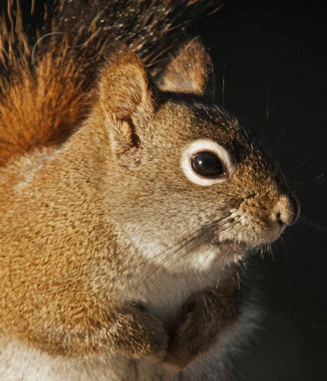 Red Squirrel