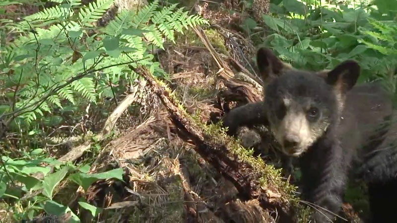 Lily the little black bear