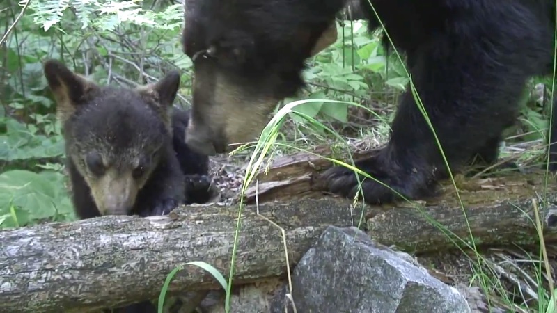 Lily and June - June 16, 2007
