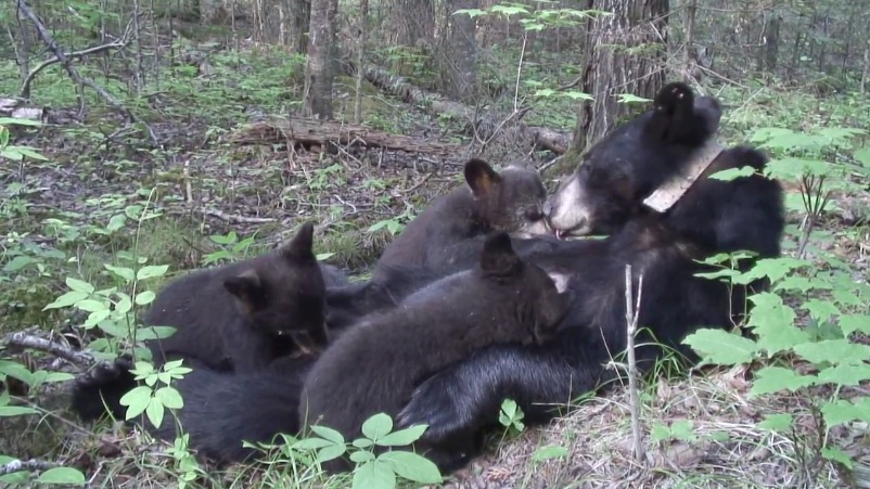 June and her cubs Lily, Cal and Bud - June 16, 2007