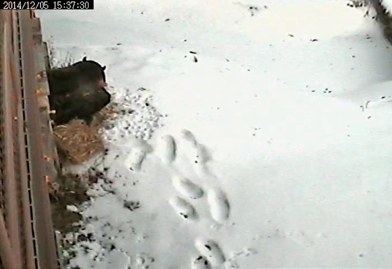 Honey eating snow