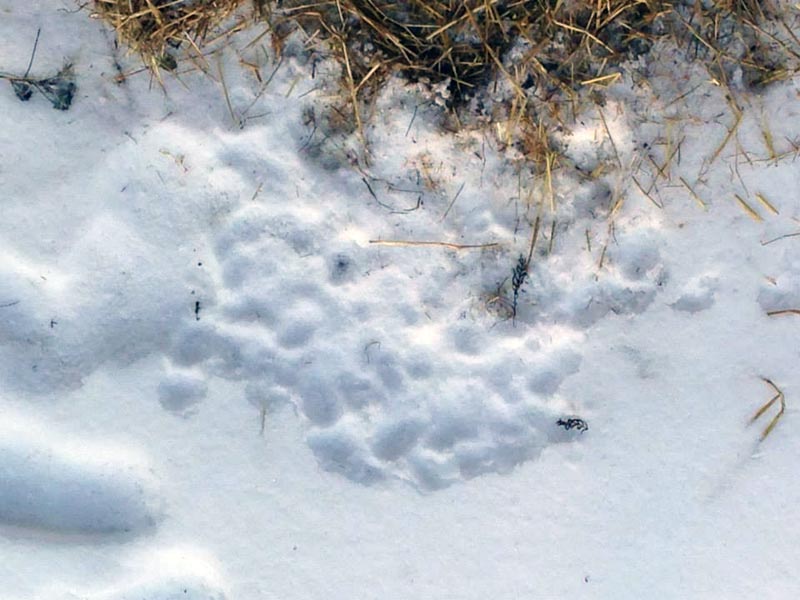 Honey's tongue marks in snow