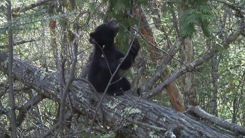 Bud eating alder buds - 05/08/2007