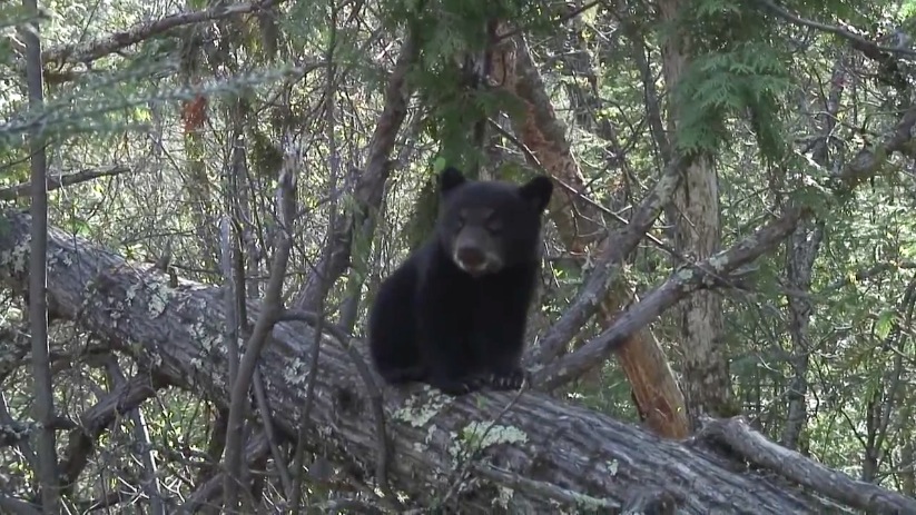 Cute little Bud - May 8, 2007