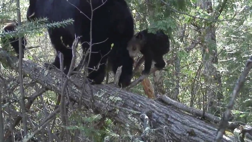 The family walks away - 05/08/2007