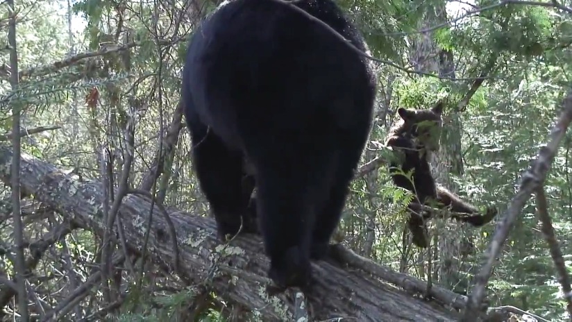 Lily swinging from branches - 05/08/2007
