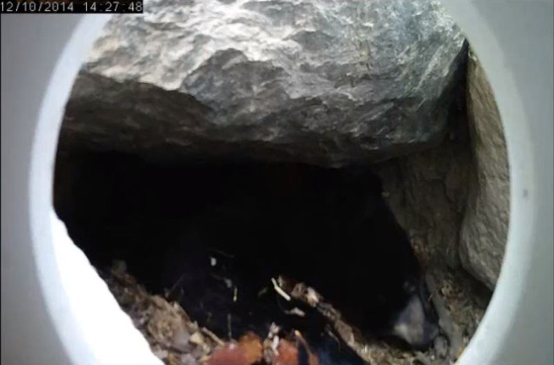 Holly looking at sticks