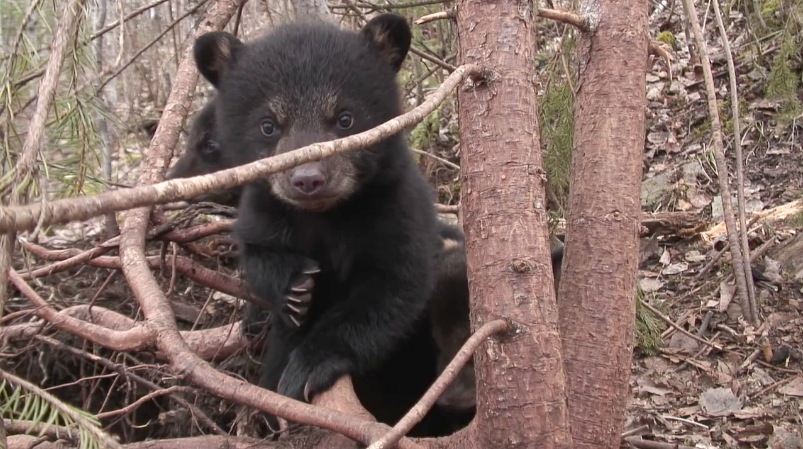 June's Cubs - March 30, 2007