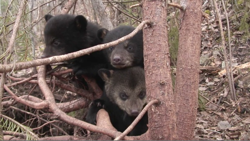 June's Cubs March 30, 2007