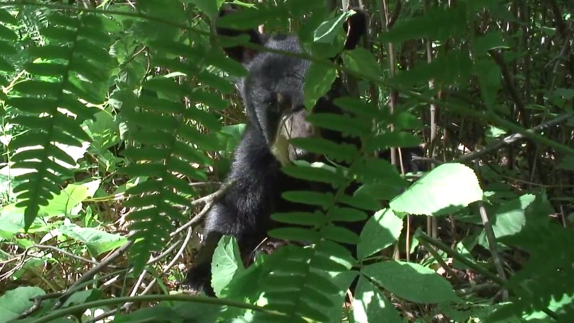 Bud eating hazelnuts - 06-18-2007