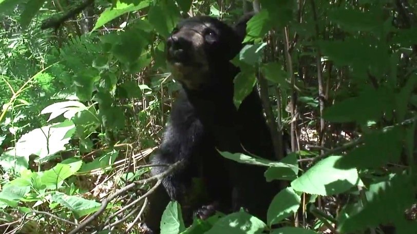 Bud eating hazelnuts - 06-18-2007