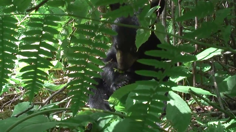 Bud using paw to eat hazelnuts - 06-18-2007