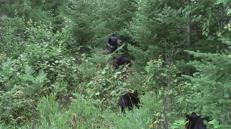 June marking a sapling - 07-12-2007
