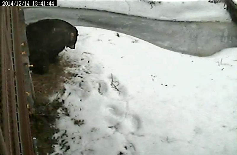 Honey stretching her legs