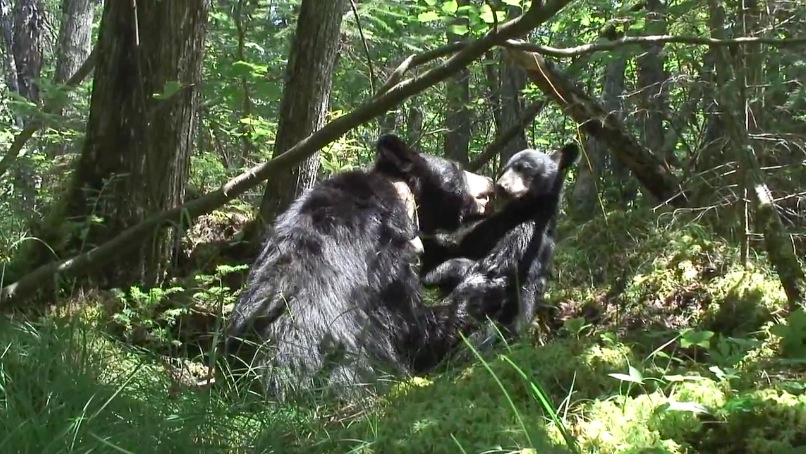 June with cub - June 18, 2007