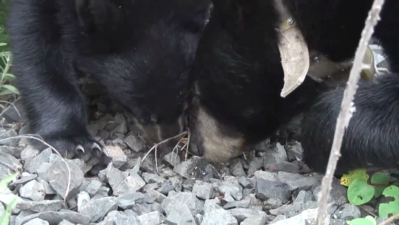 June and cub forages for ant pupae - 08-06-2007