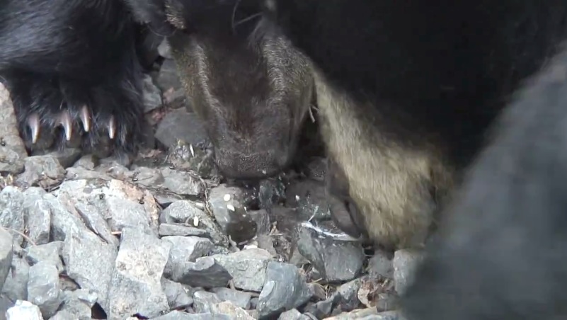 June and cub foraging 08-06-2007