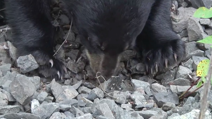 June's cub foraging - 08-06-2007